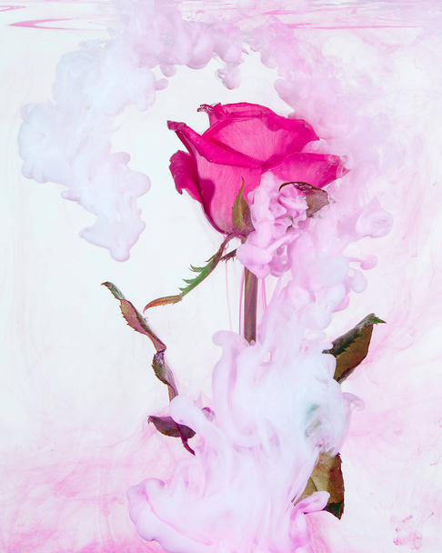 Rosa rosa con hojas verdes dentro del agua sobre un fondo blanco. Estilo acuarela e imagen abstracta de rosa roja
. - Foto, Imagen