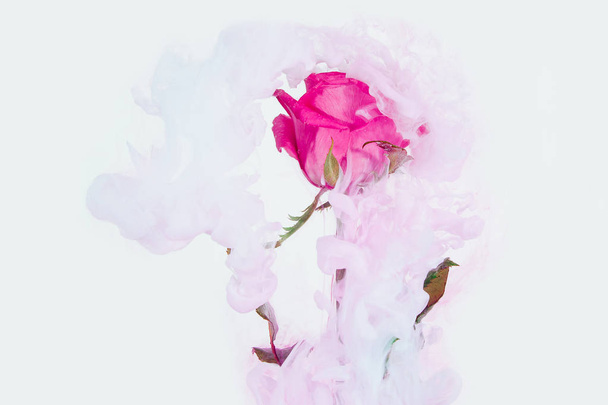 Розовая роза с зелеными листьями внутри воды на белом фоне. Акварельный стиль и абстрактное изображение красной розы
. - Фото, изображение