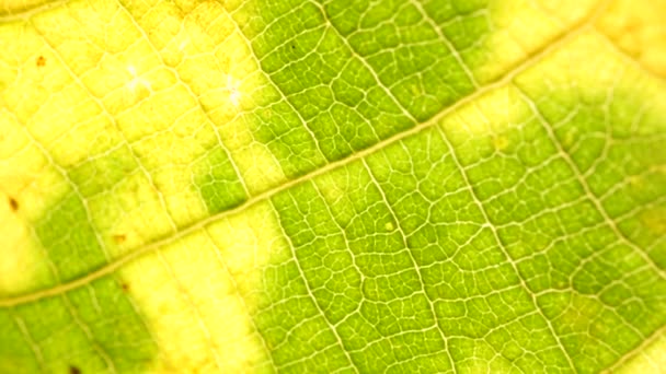 Makro pchnięciu zielony liści i roślin zostały przeanalizowane - Materiał filmowy, wideo