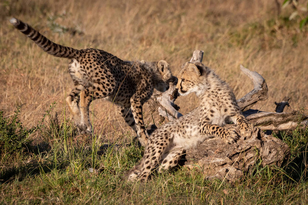 Çita yavrusu başka bir oturum açma atlar - Fotoğraf, Görsel