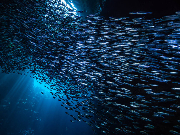 Ławica małe małe ryby w podwodnej jaskini przed promieni światła od wejścia - Zdjęcie, obraz