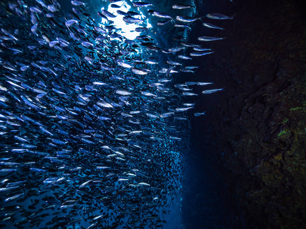 Ławica małe małe ryby w podwodnej jaskini przed promieni światła od wejścia - Zdjęcie, obraz