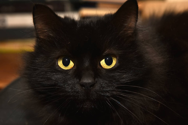 trieste zwarte pluizig kat staand dicht - Foto, afbeelding