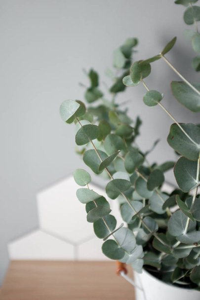 Eucalyptus in the home interior - Фото, зображення