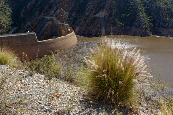 Lang gras struiken groeien naast de dam - Foto, afbeelding