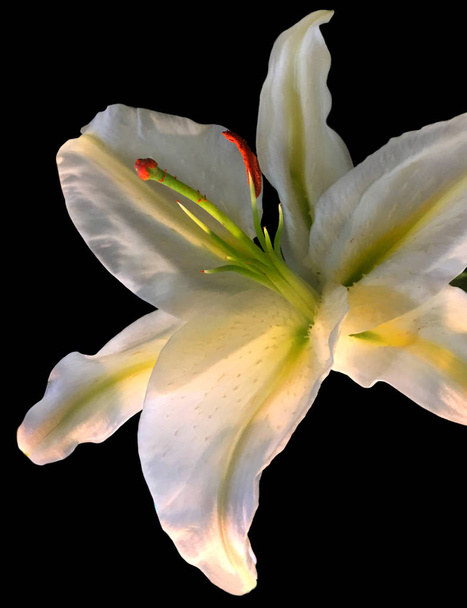 A very Beautiful Casa Blanca white Lilly flower on Black - Photo, Image