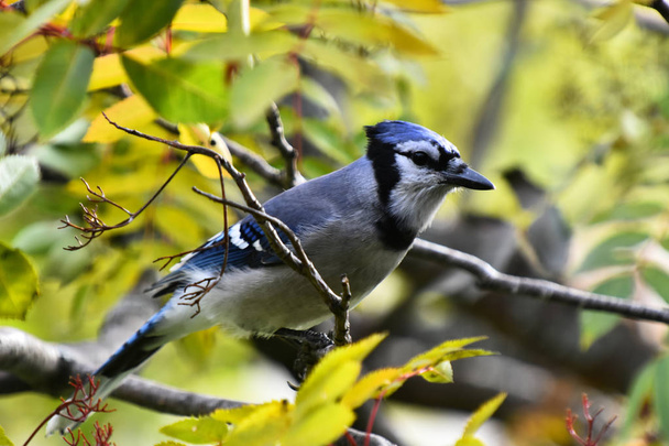 A close up image of a colorful blue jay perched in a rowan tree in autumn.  - Фото, изображение