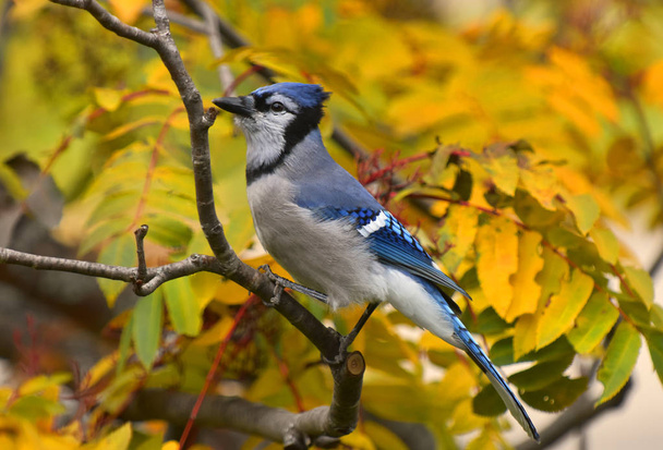 Rowan tree ősszel ült egy közeli képe egy színes kék szajkó.  - Fotó, kép