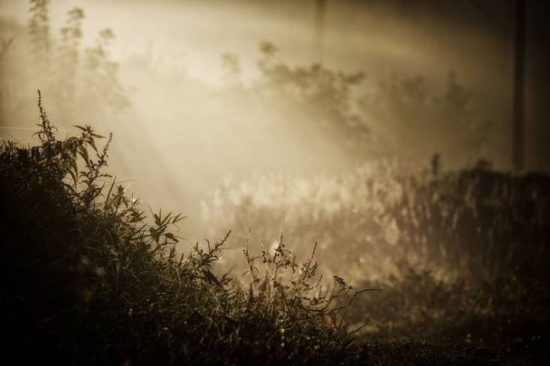 Netz mit Tautropfen auf einem Grashalm auf nebelwarmem Hintergrund - Foto, Bild