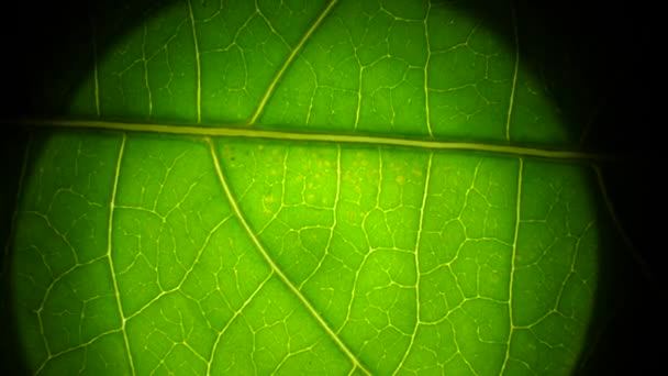 Makro yeşil bitki ve yeşil yaprak  - Video, Çekim