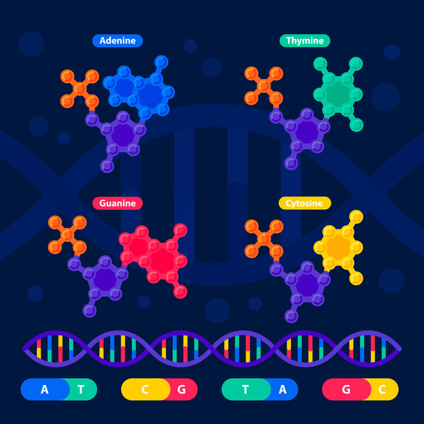 Structure de l'ADN, séquençage du génome. Laboratoire de nanotechnologie et de biochimie. Molécule hélice d'ADN, génome ou structure génique. Projet du génome humain. Illustration vectorielle de style plat
 - Vecteur, image