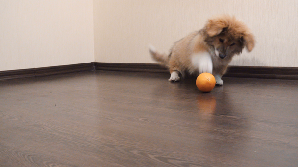 Νέοι corgi σκυλί κουτάβι παίζει με το πορτοκαλί φρούτα σε εσωτερικούς χώρους  - Πλάνα, βίντεο