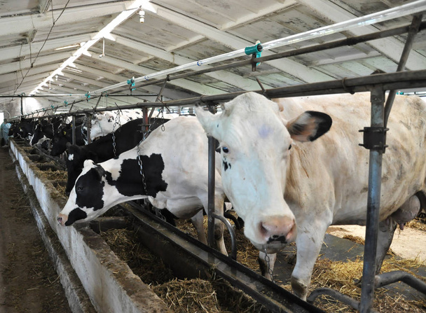 Vaches laitières en attente dans une grande maison de vache
 - Photo, image