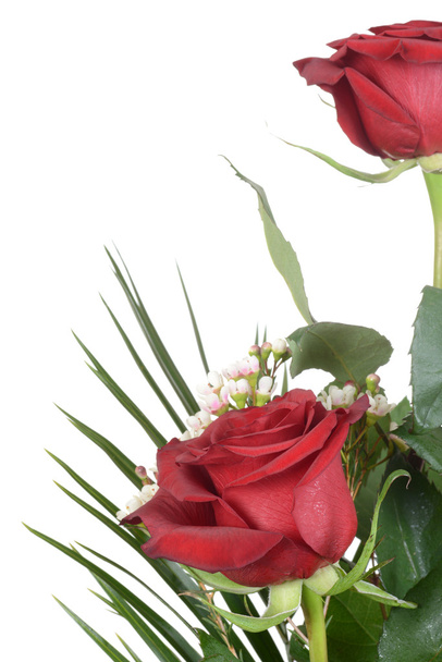 Red rose - Photo, image