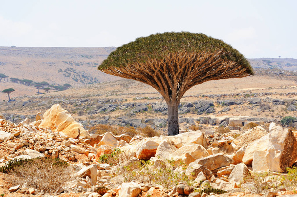 Dragon tree (Dracaena cinnabari) in Socotra island, Yemen.  - Valokuva, kuva