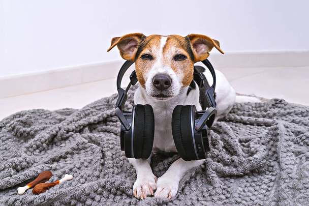 Adorable jack russell dog lies in wireless headphones on cozy blanket. Dog is afraid of loud noises concept stock photo - Valokuva, kuva