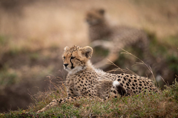 Cheetah cub lying on grass behind another - Foto, Imagen