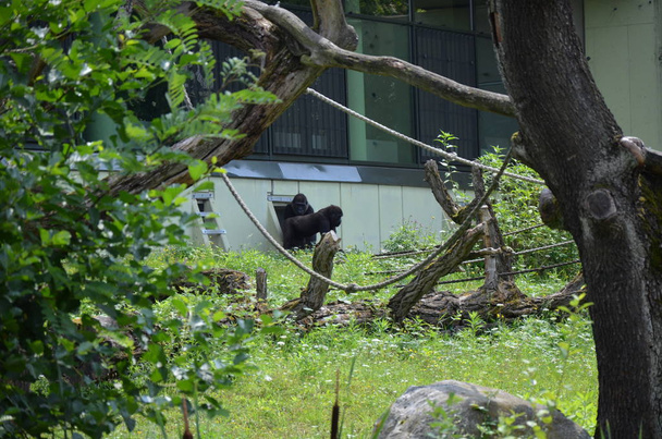 gorille des plaines de l'ouest (gorille gorille gorille) - Photo, image