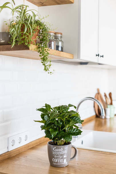 View on white kitchen in scandinavian style, kitchen details, coffee tree plant on wooden table, white ceramic brick wall background - Fotoğraf, Görsel