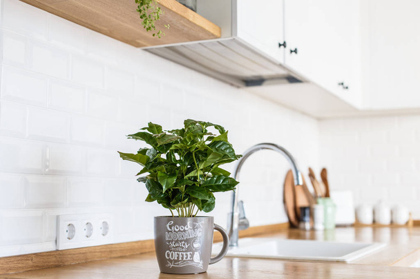 Vista na cozinha branca em estilo escandinavo, detalhes da cozinha, planta da árvore de café na mesa de madeira, fundo da parede de tijolo cerâmica branca
 - Foto, Imagem