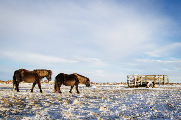 IJslandse paard op een boerderij in de sneeuw, IJsland - Foto, afbeelding