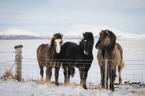 Een groep van IJslandse paarden achter een hek van prikkeldraad in de sneeuw, IJsland - Foto, afbeelding