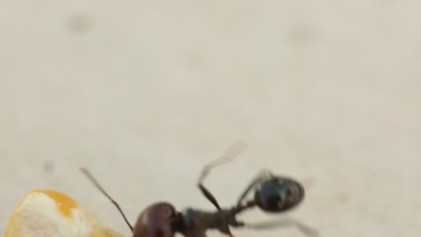 Mrówki, które bardzo ściśle zbierając żywność w lecie. - Materiał filmowy, wideo