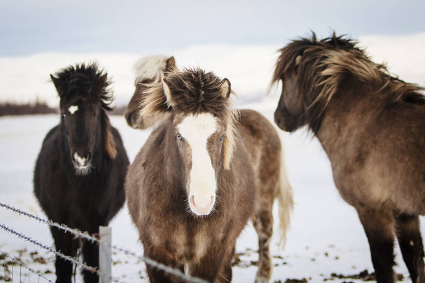 A group of Icelandic horses behind a barbed wire fence in the snow, Iceland - Photo, Image