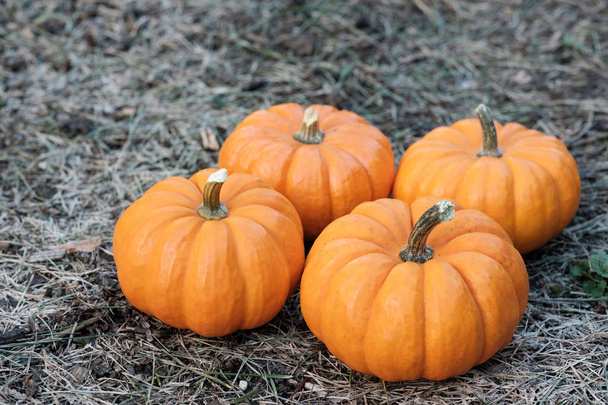 Pumpkins in the field - Photo, Image