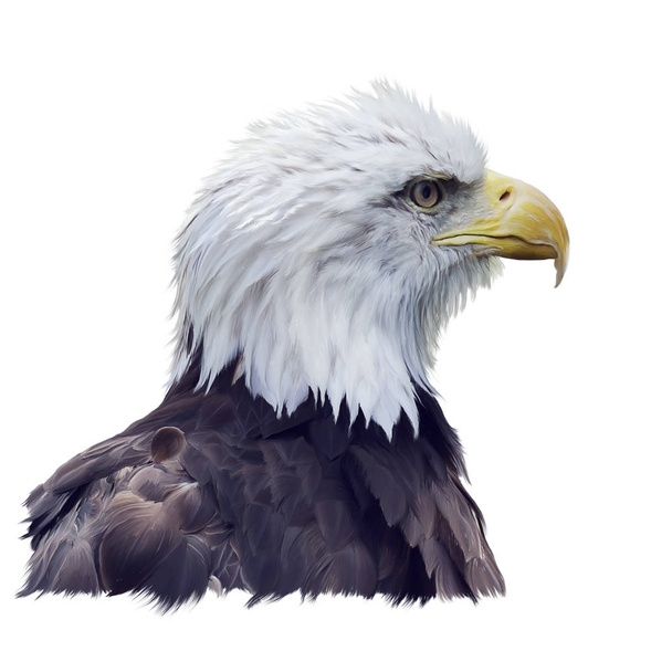 Retrato de águia careca isolada sobre fundo branco
 - Foto, Imagem
