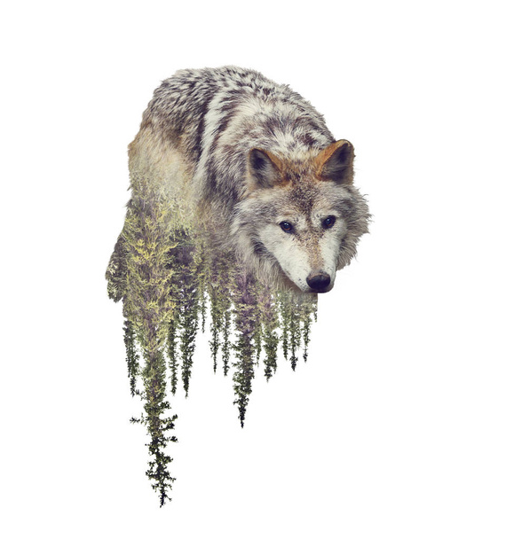 Dupla expozíció wolf és fenyő erdő fehér háttér - Fotó, kép