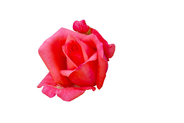 Hermosa flor de rosa roja aislada sobre fondo blanco, flor para el amante y la boda
 - Foto, Imagen