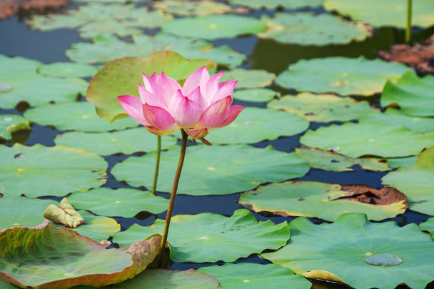 pink lotus flower blooming among lush leaves in pond under bright summer sunshine, It is a tree species that is regarded as your well-being symbol. - Zdjęcie, obraz