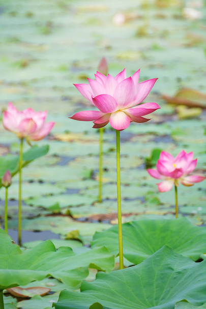 pink lotus flower blooming among lush leaves in pond under bright summer sunshine - Zdjęcie, obraz