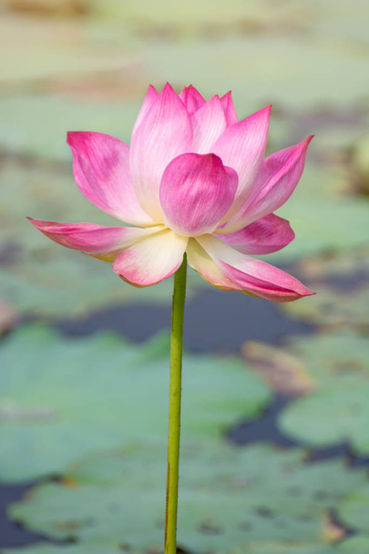 Flor de loto rosa floreciendo entre hojas exuberantes en el estanque bajo el brillante sol de verano, es una especie de árbol que se considera como su símbolo de bienestar. - Foto, imagen