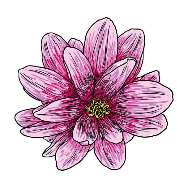 Dahlia flower, related species include the daisy, chrysanthemum, and zinnia. Ink floral art. Floral head for wedding decoration, Valentine's Day, Mother's Day, sales and other events. Vector. - Vektor, obrázek