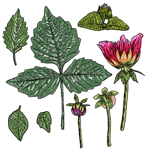 Set of fern, leaves and half open buds of Daisy, Dahlias, Zinnia and Gerbera flower. Hand drawn botanical herbs, domestic and wildflowers floral sketch. Vector. - Wektor, obraz