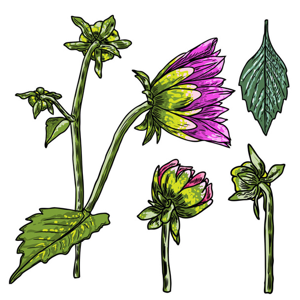 Set of fern, leaves and half open buds of Daisy, Dahlias, Zinnia and Gerbera flower. Hand drawn botanical herbs, domestic and wildflowers floral sketch. Vector. - Wektor, obraz