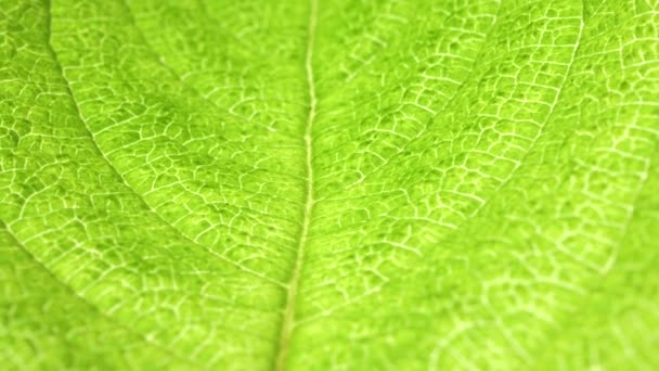 zbliżenie zielonego liścia w przyrodzie  - Materiał filmowy, wideo