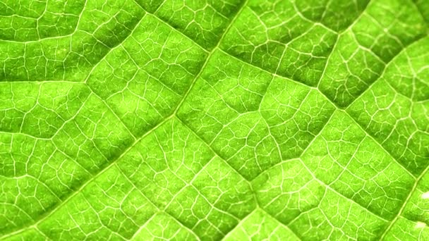 Close up of a Green leaf in nature  - Footage, Video