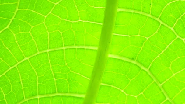 Крупним планом зелений лист в природі
  - Кадри, відео