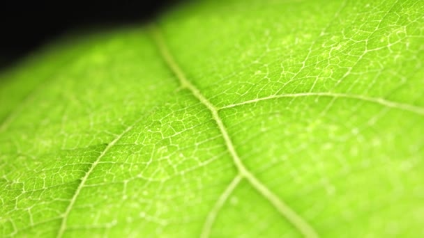κλείσιμο ενός πράσινου φύλλου στη φύση  - Πλάνα, βίντεο