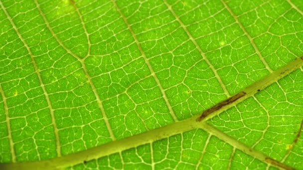 Закрыть зеленый лист в природе
  - Кадры, видео