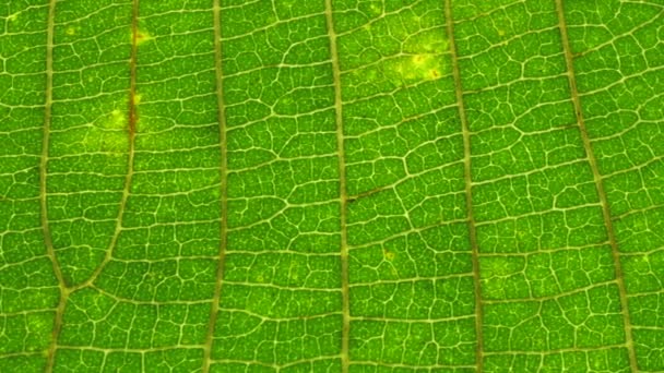 grüne Pflanzen und grüne Blätter im Makro - Filmmaterial, Video