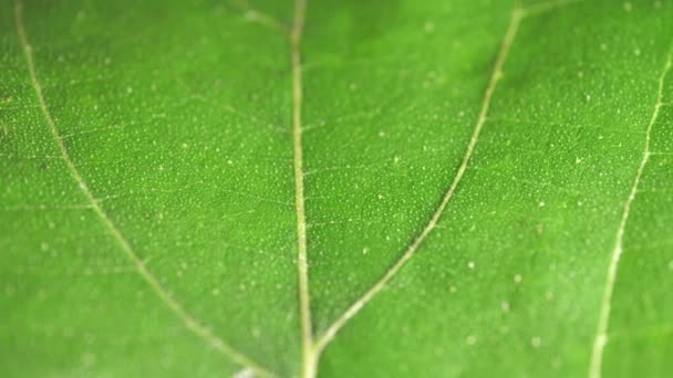 close-up van een groen blad in de natuur  - Video