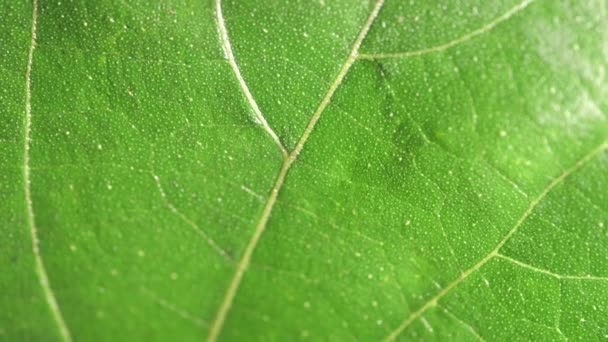 close-up van een groen blad in de natuur  - Video