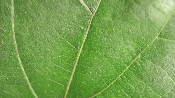 Close up of a Green leaf in nature  - Footage, Video