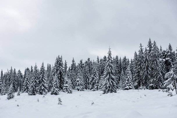 Christmas and New Year background with winter trees in the mountains covered with snow - 写真・画像