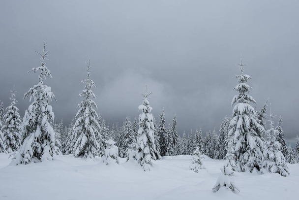Winter landscape with snow covered fir trees. Christmas postcard concept - Φωτογραφία, εικόνα