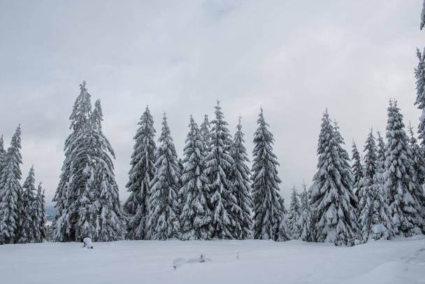 Winter landscape with snow covered fir trees. Christmas postcard concept - Fotoğraf, Görsel